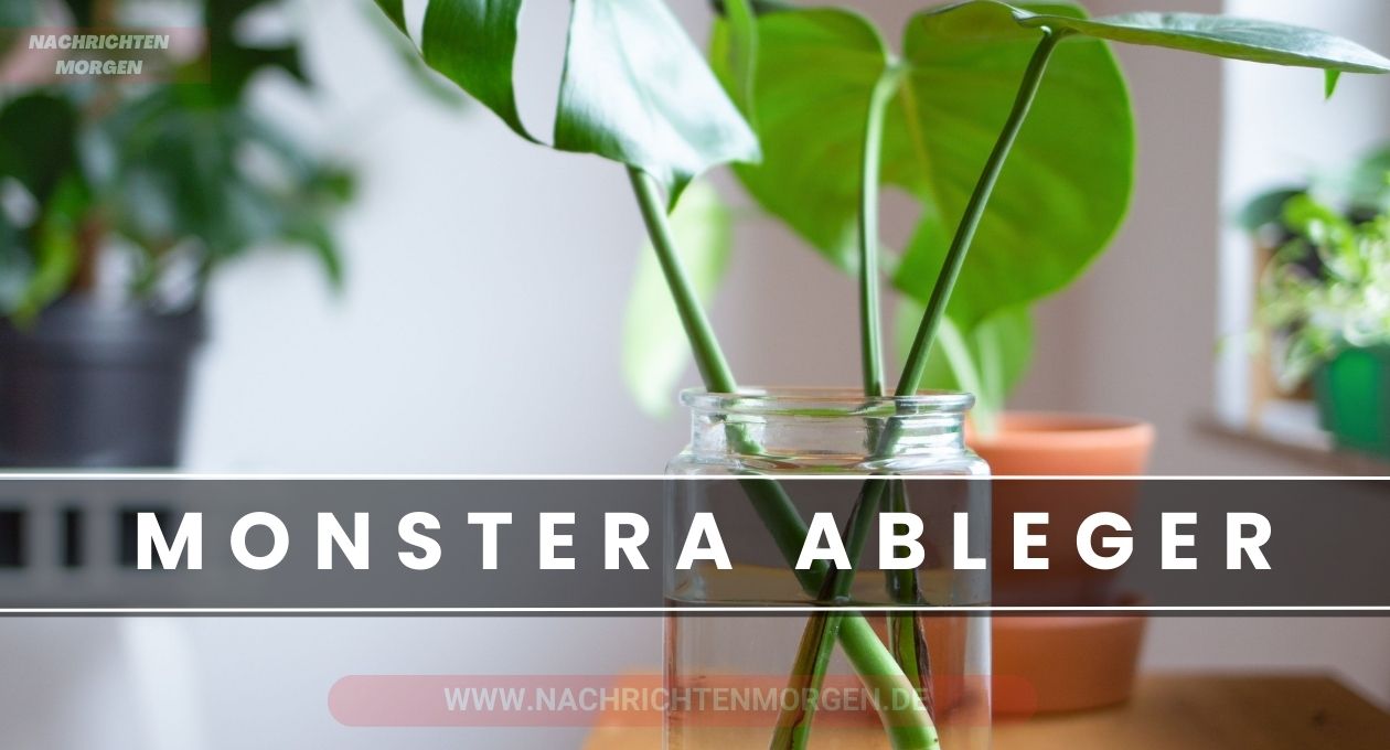 monstera ableger