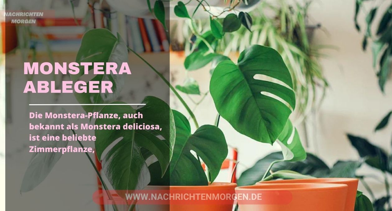 monstera ableger