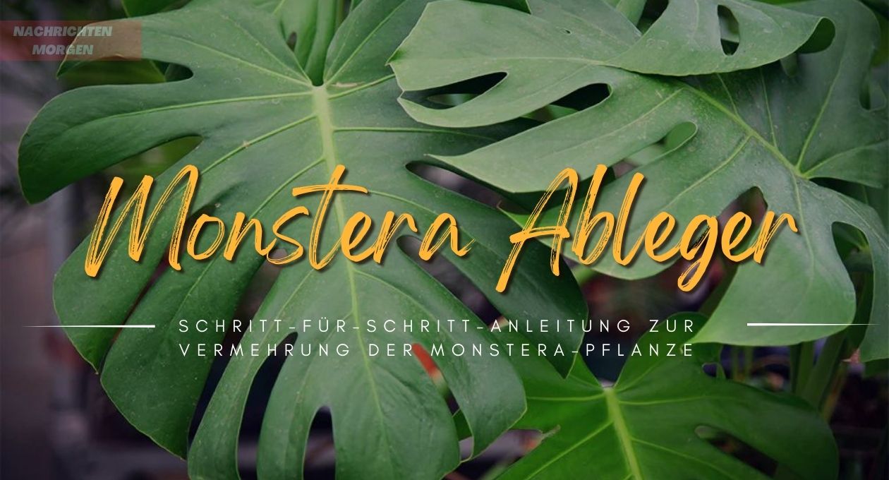 monstera ableger