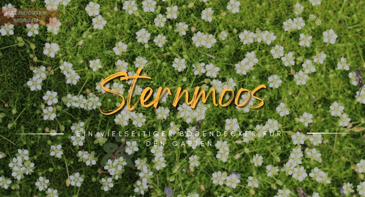 sternmoos