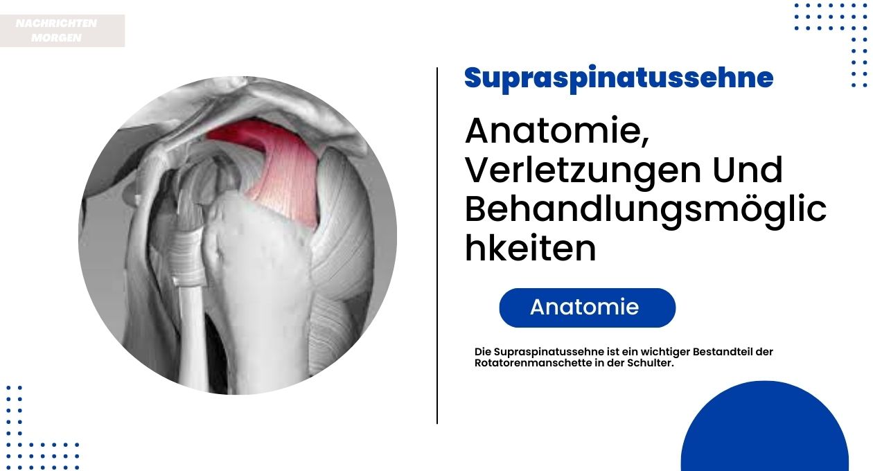 supraspinatussehne