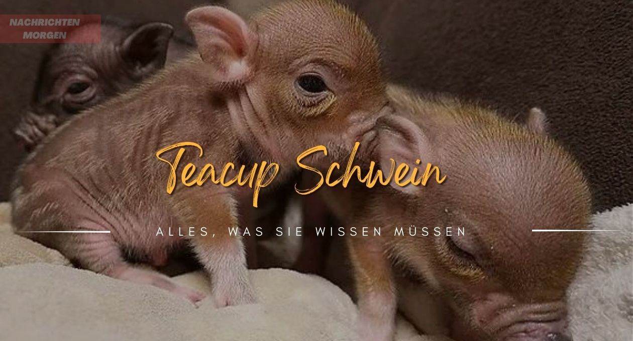 teacup schwein