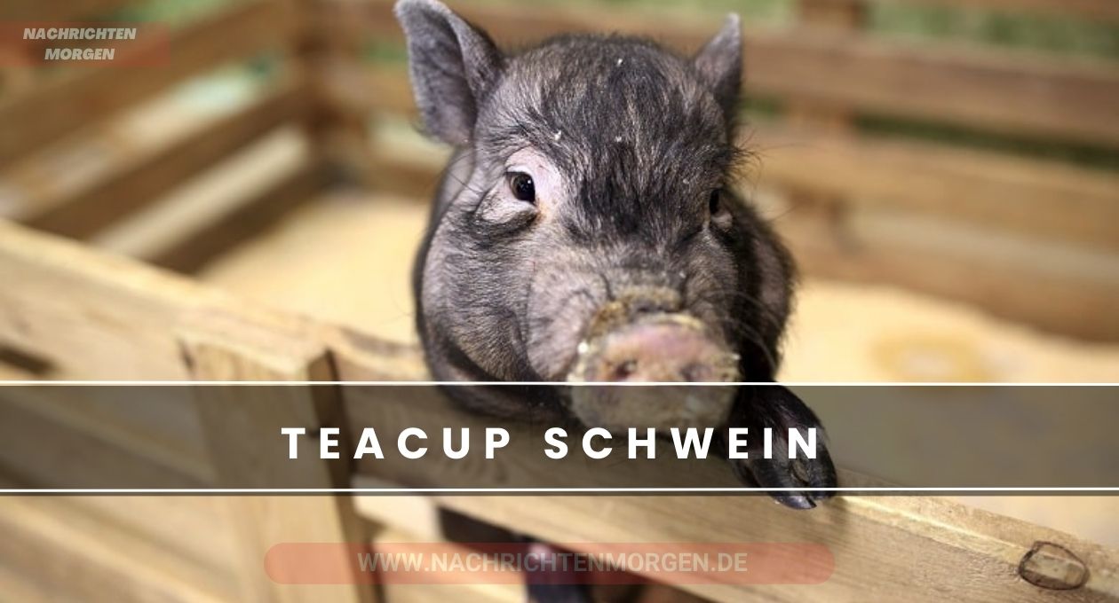 teacup schwein