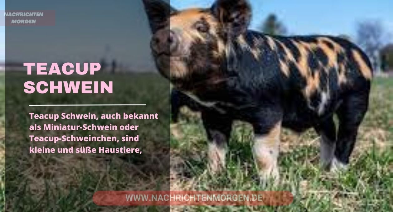 teacup schwein