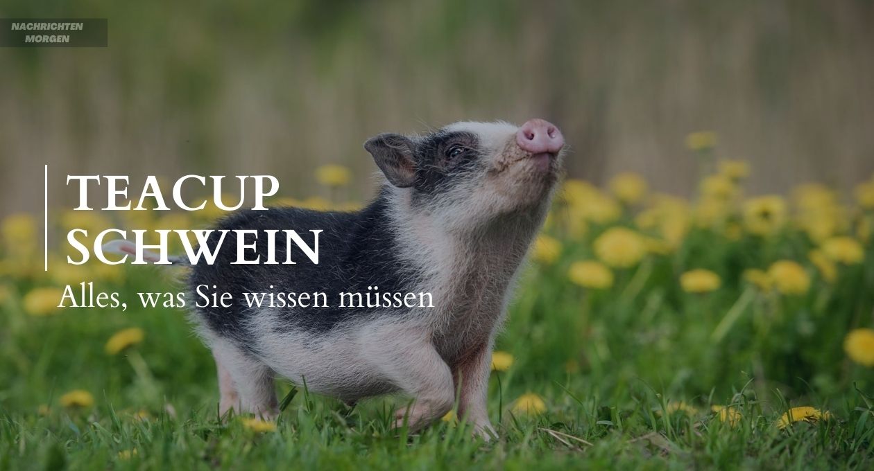 teacup schwein