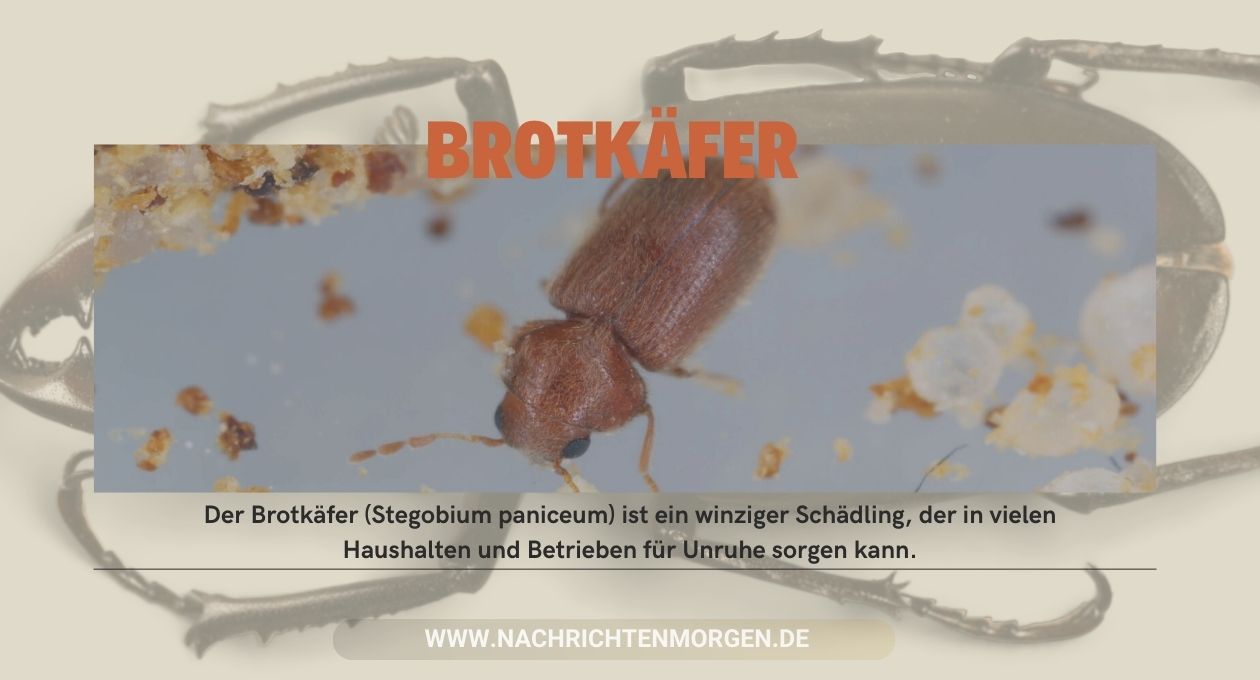 Brotkäfer