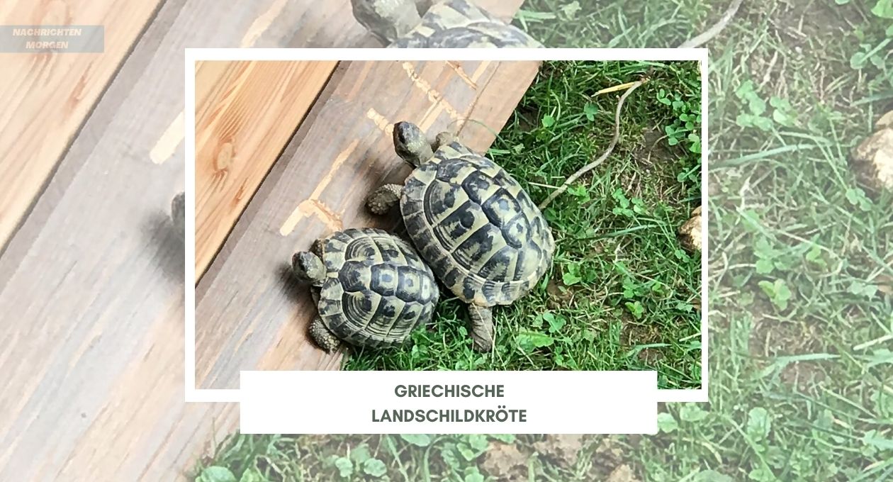 Griechische Landschildkröte