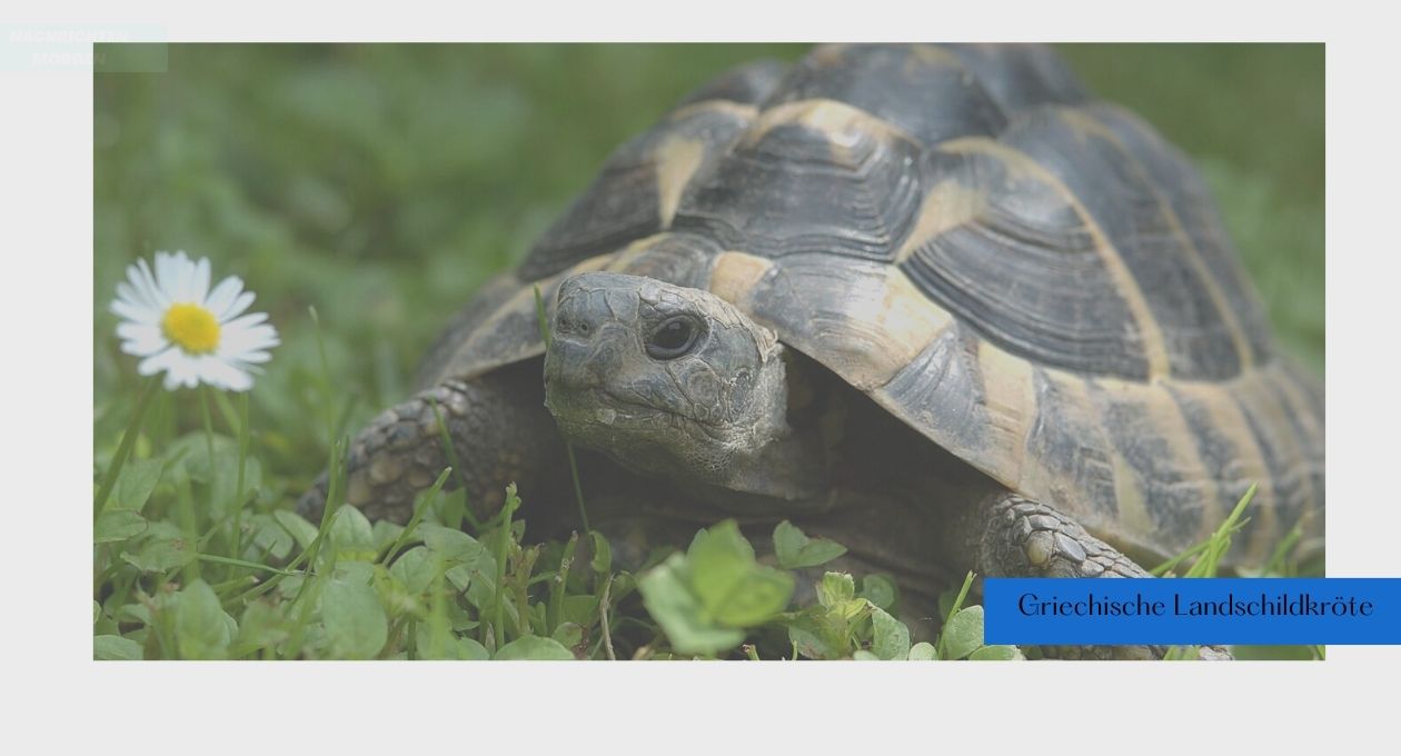 Griechische Landschildkröte