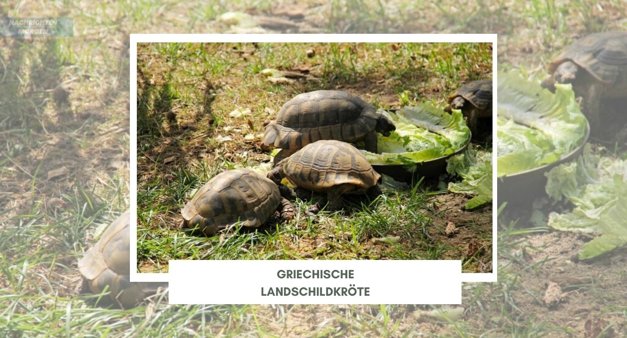 Griechische Landschildkröte