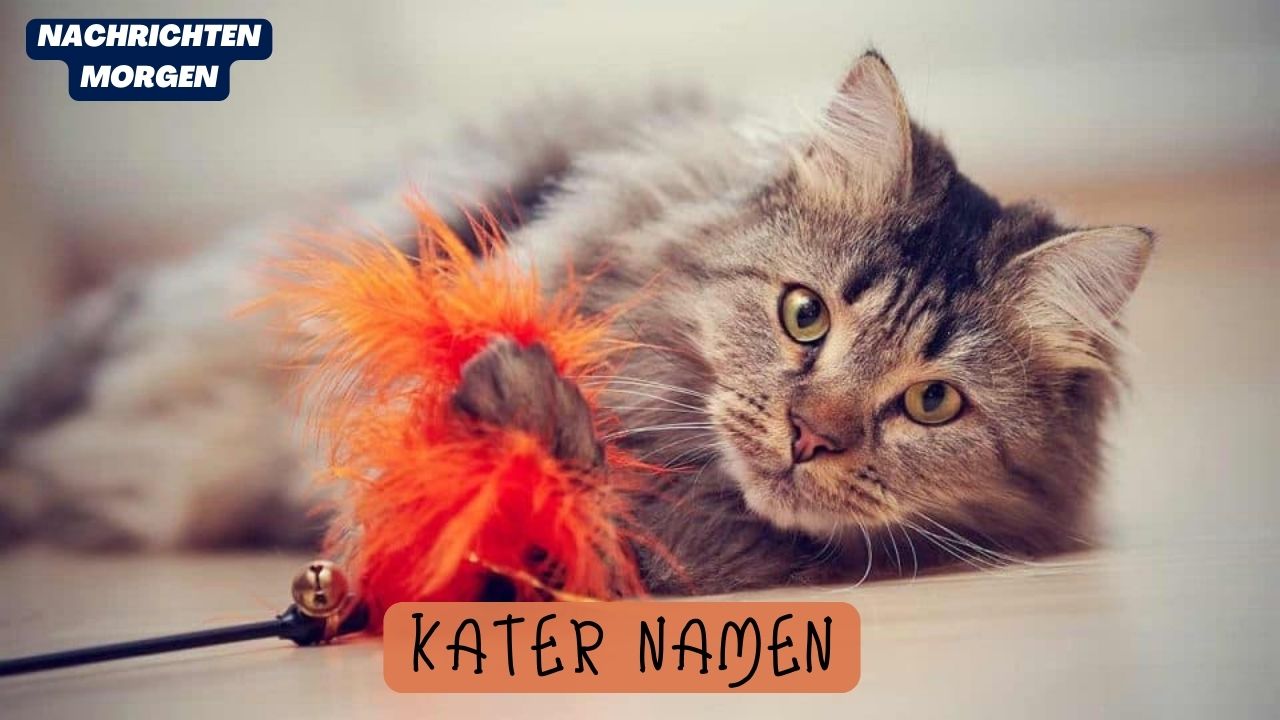 Kater Namen