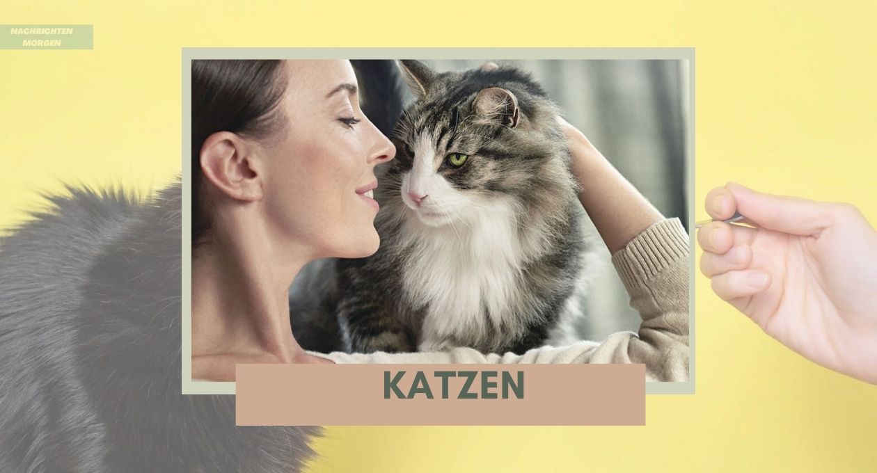 Katzen