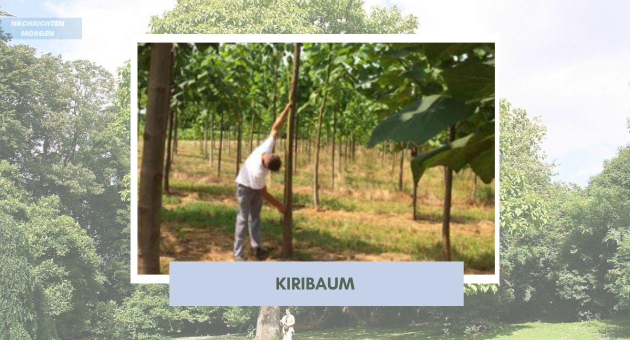 Kiribaum