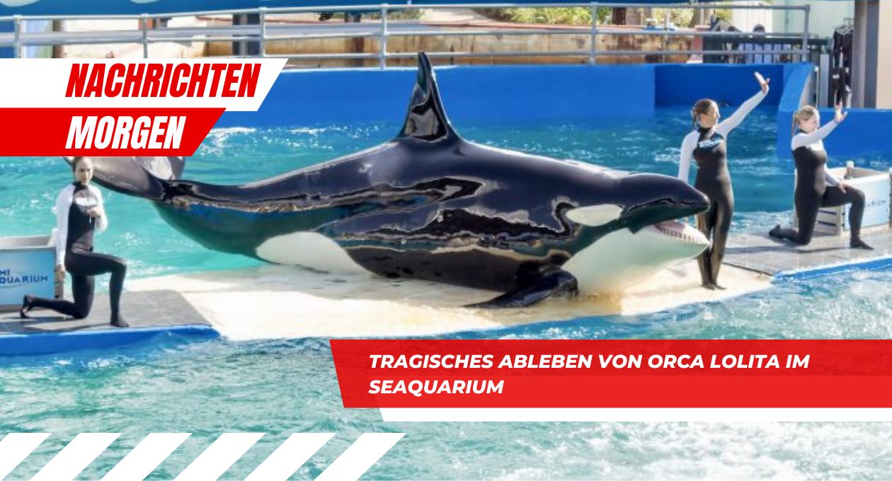 Tragisches Ableben von Orca Lolita im Seaquarium