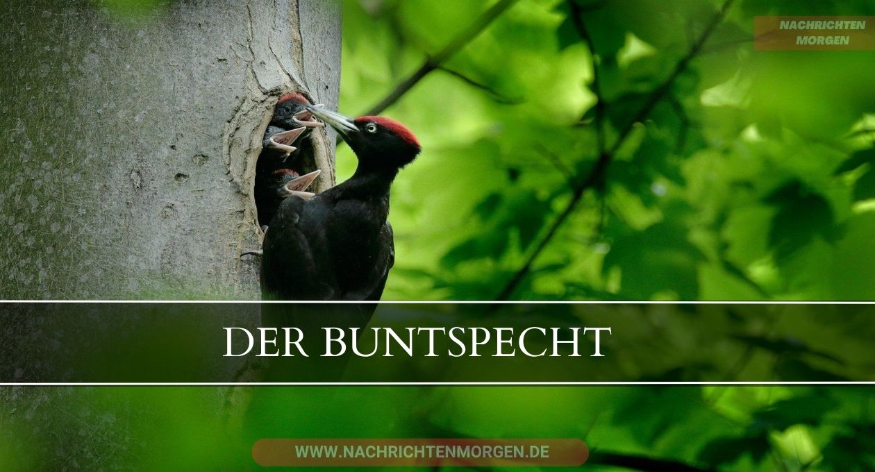 buntspecht