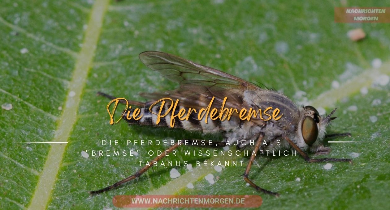 pferdebremse