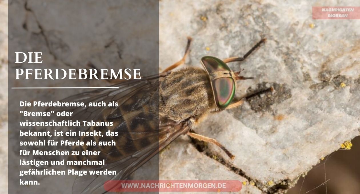 pferdebremse