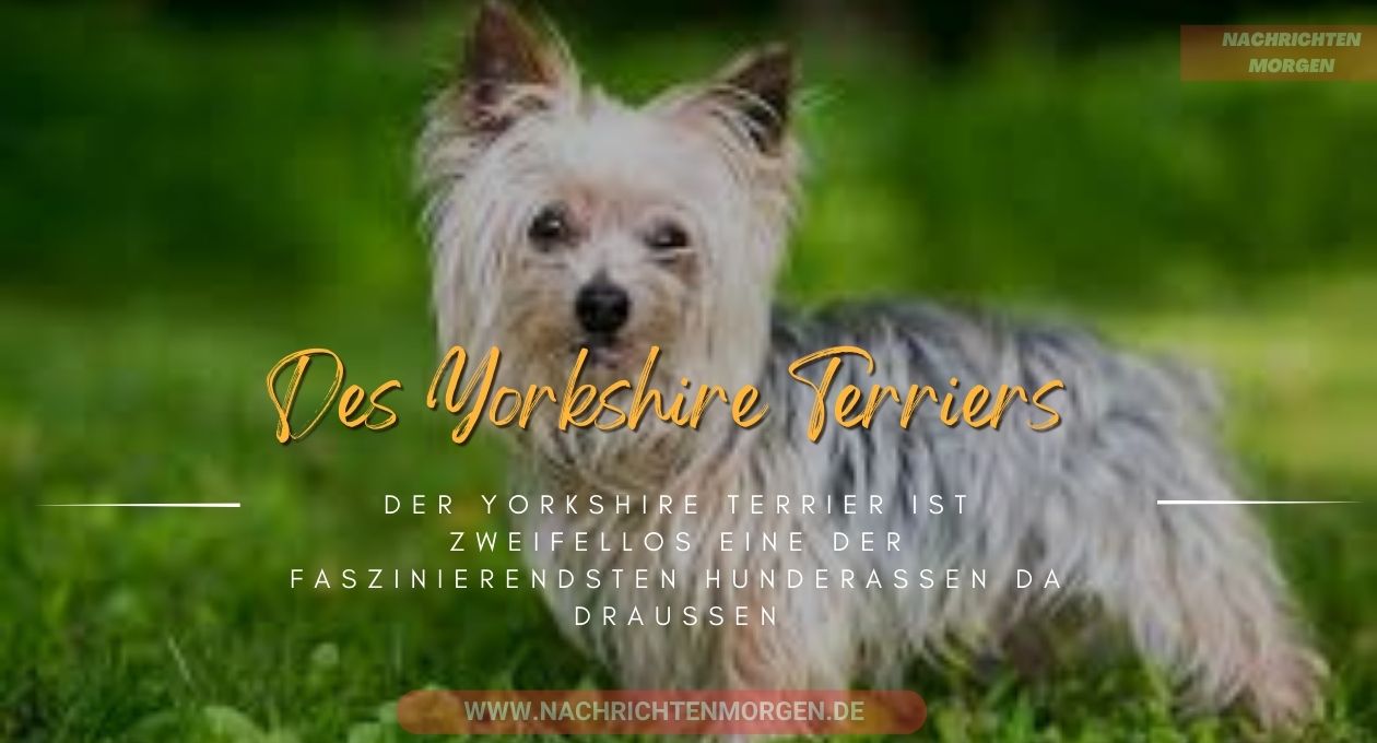 yorkshire terrier