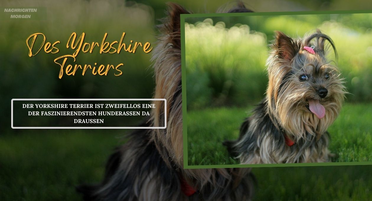 yorkshire terrier