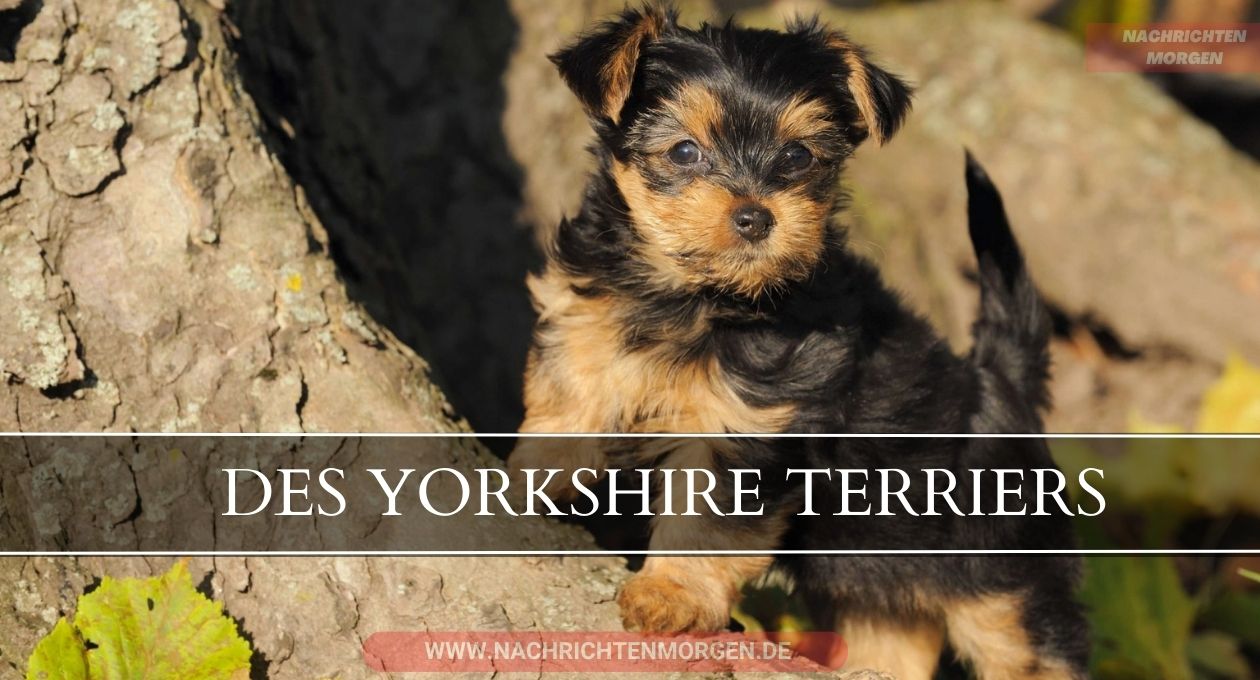 yorkshire terrier