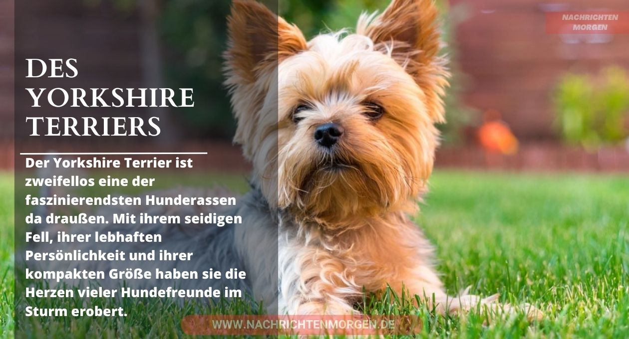 yorkshire terrier