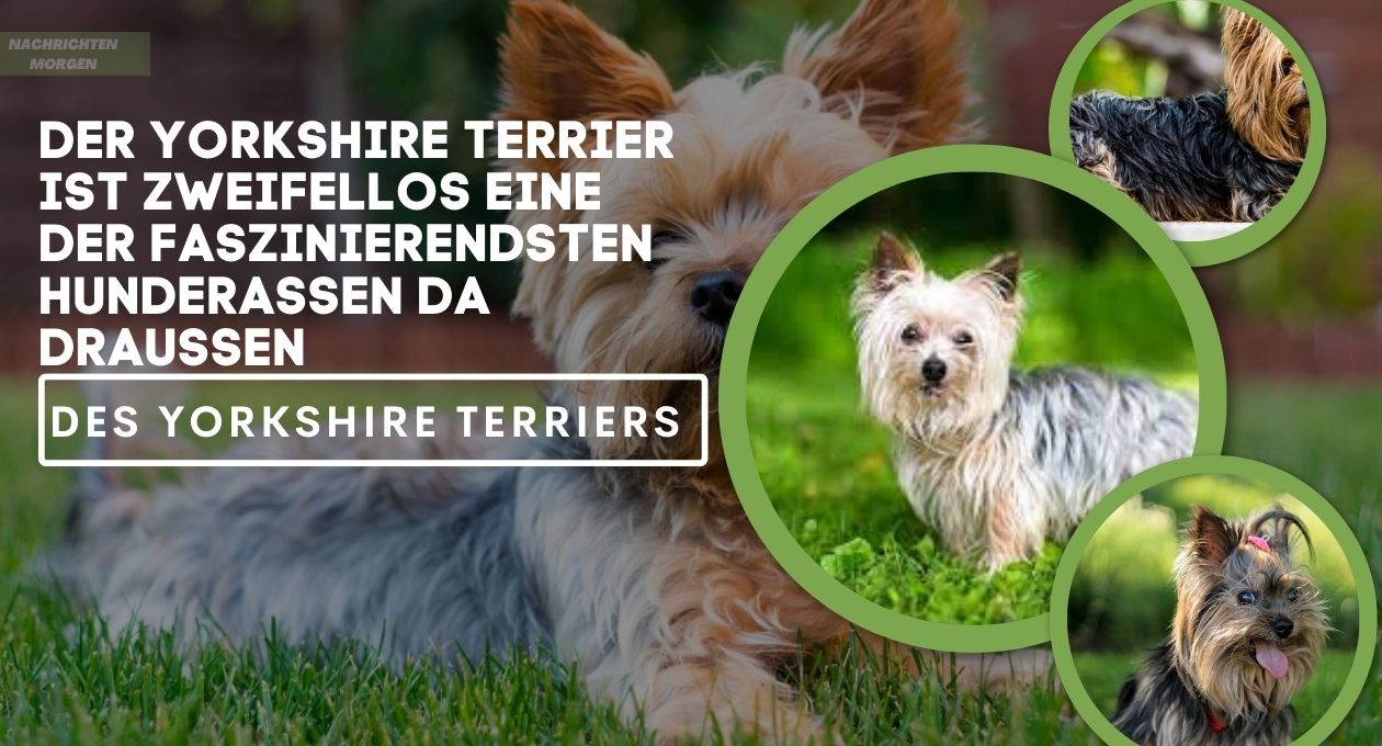 yorkshire terrier