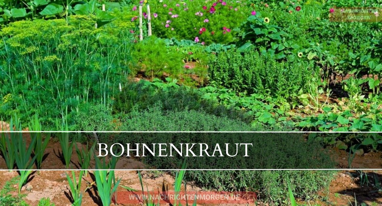 bohnenkraut