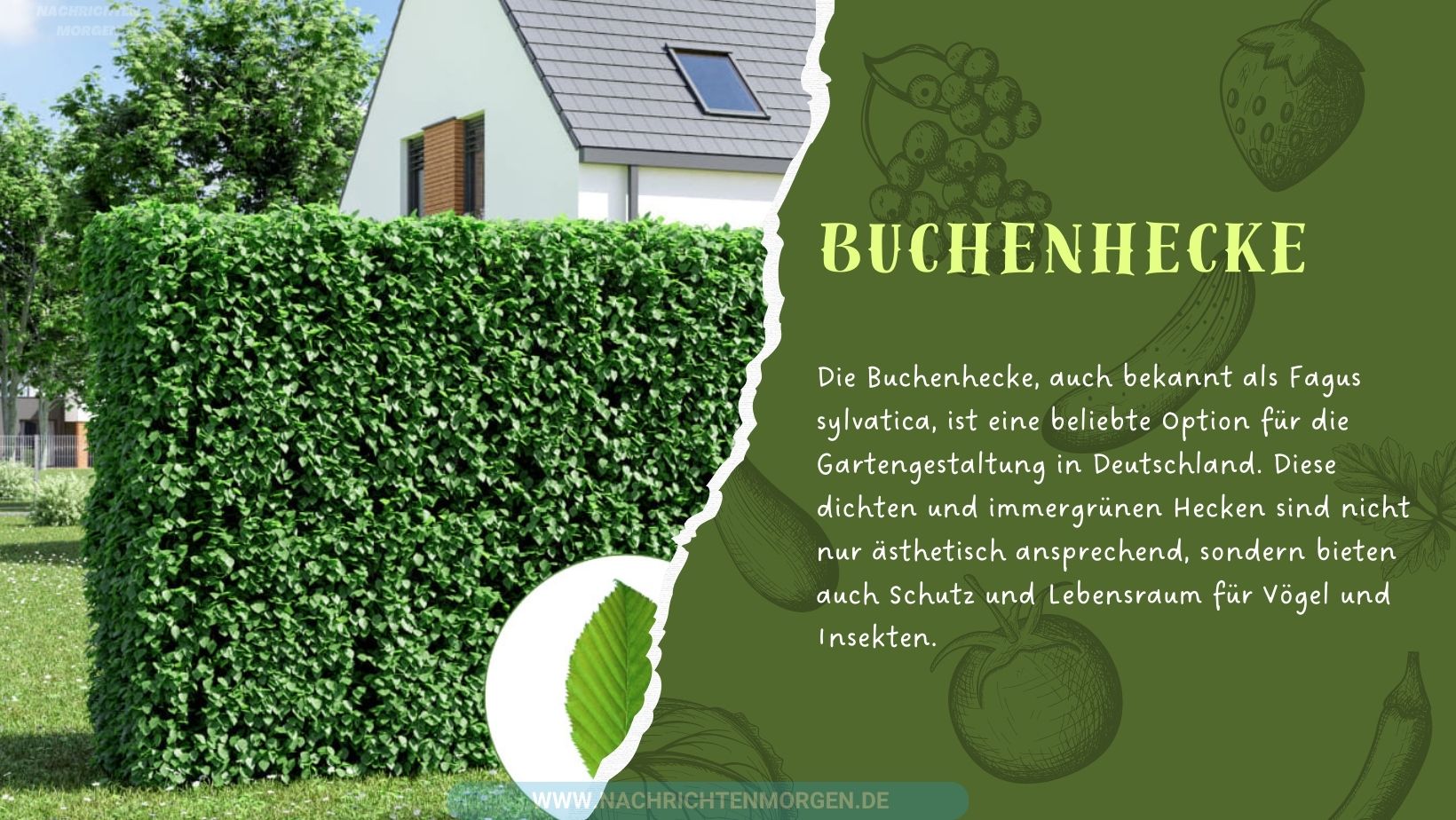 buchenhecke