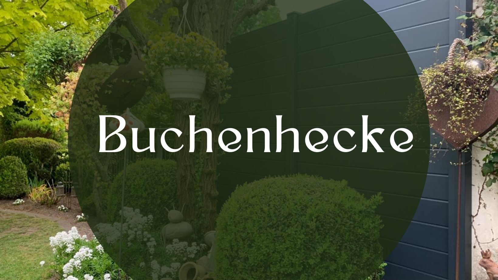 buchenhecke