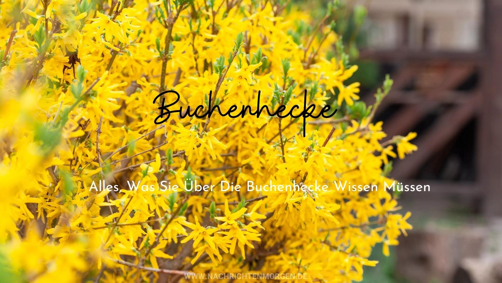 buchenhecke