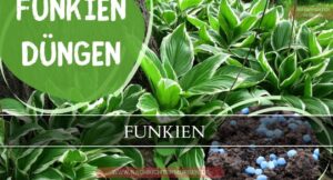 funkien