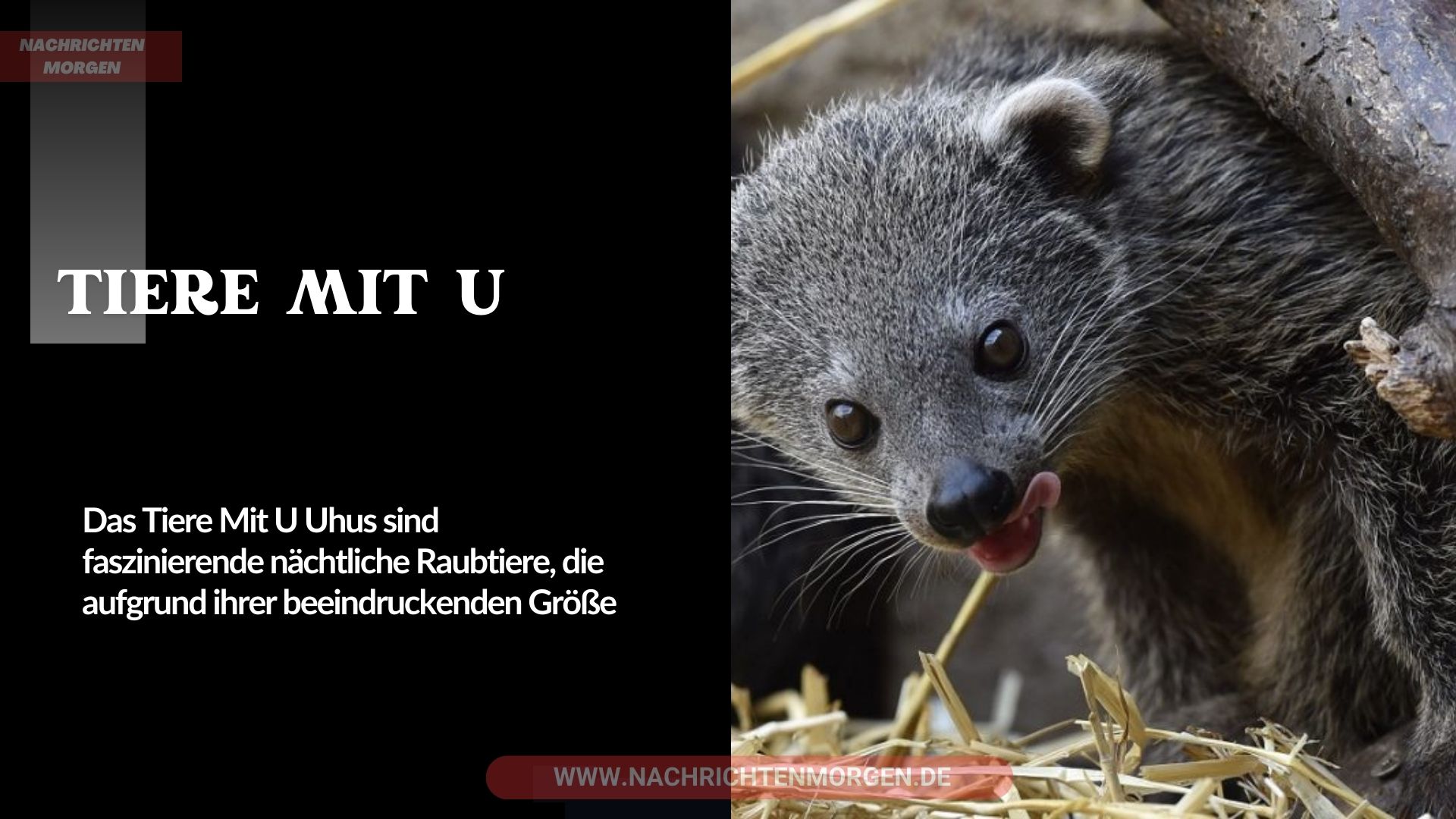 tiere mit u