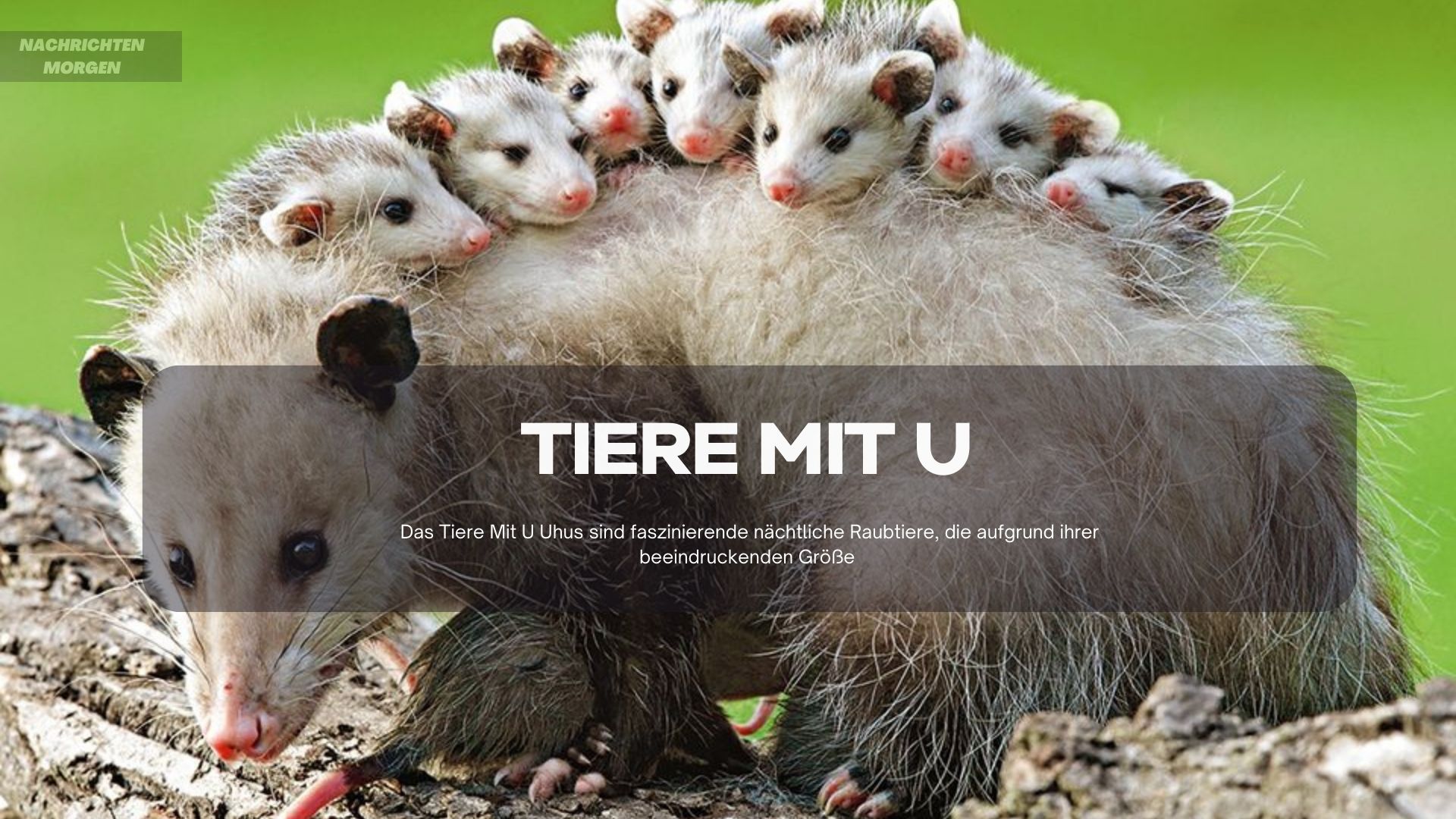 tiere mit u