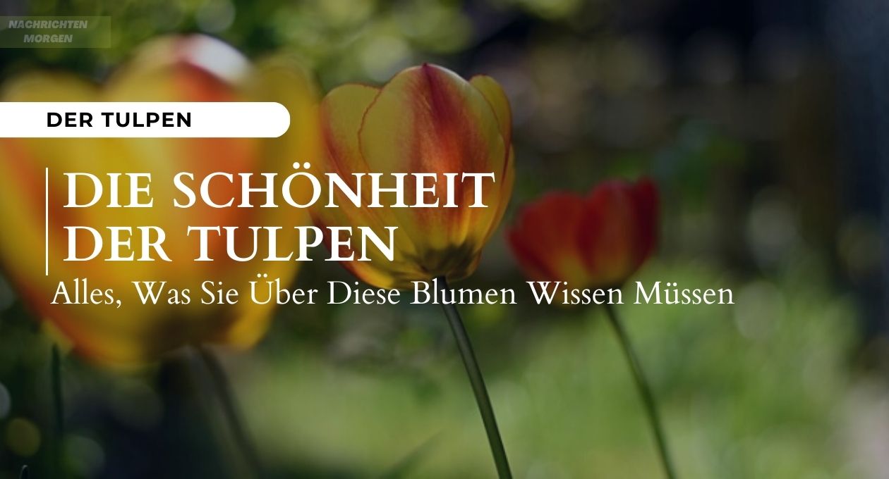 tulpen