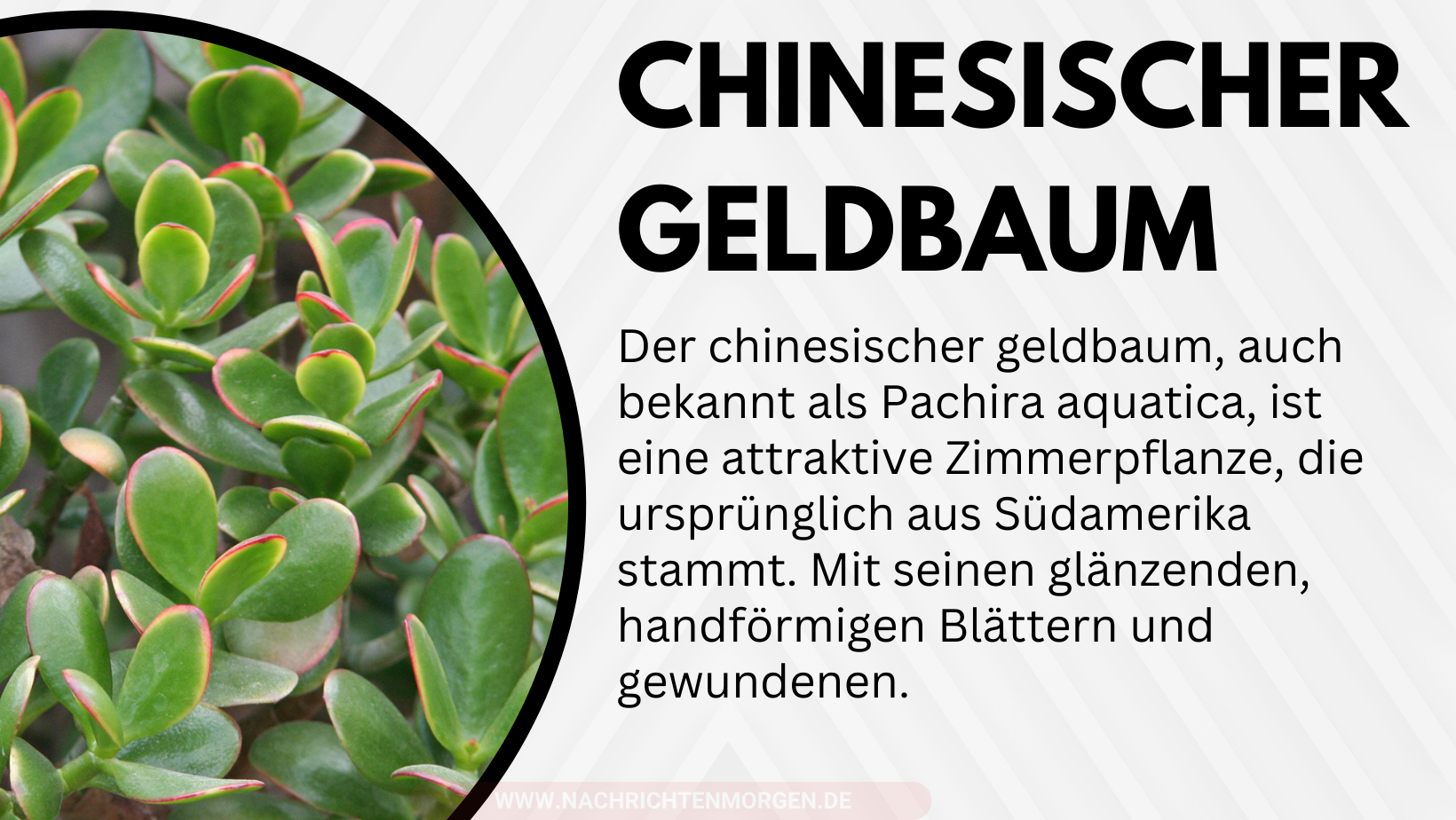 chinesischer geldbaum