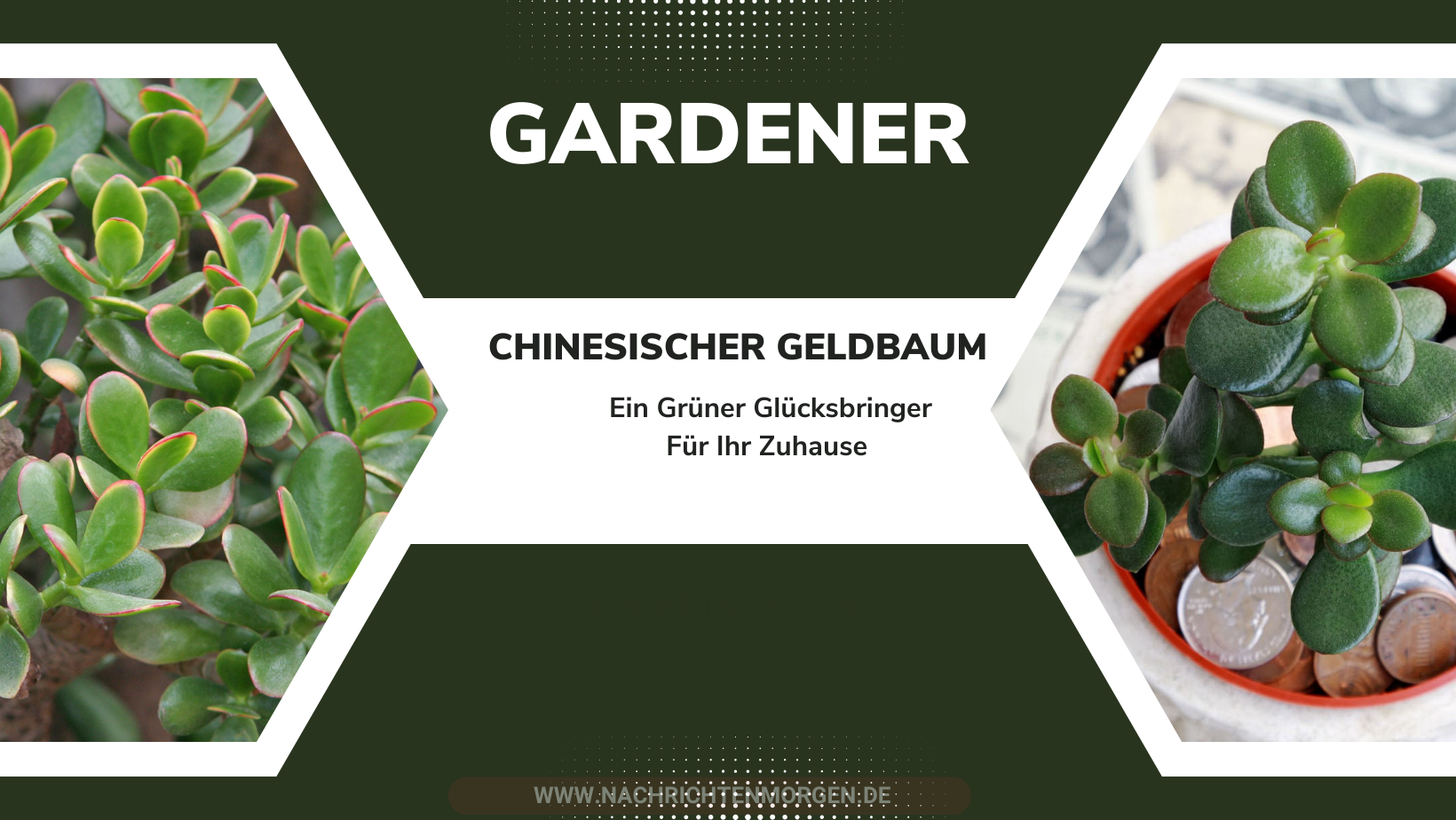 Chinesischer Geldbaum Ein Grüner Glücksbringer Für Ihr Zuhause