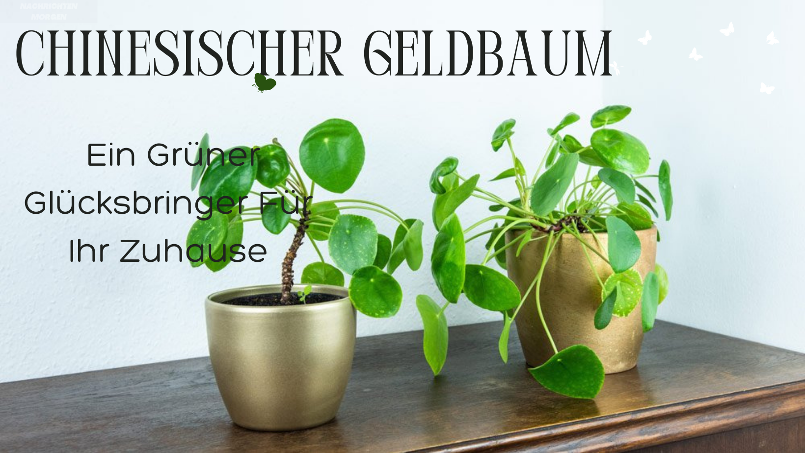 chinesischer geldbaum