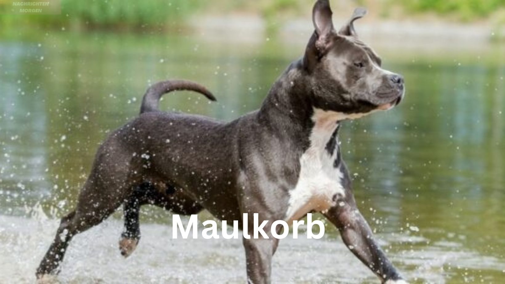 maulkorb