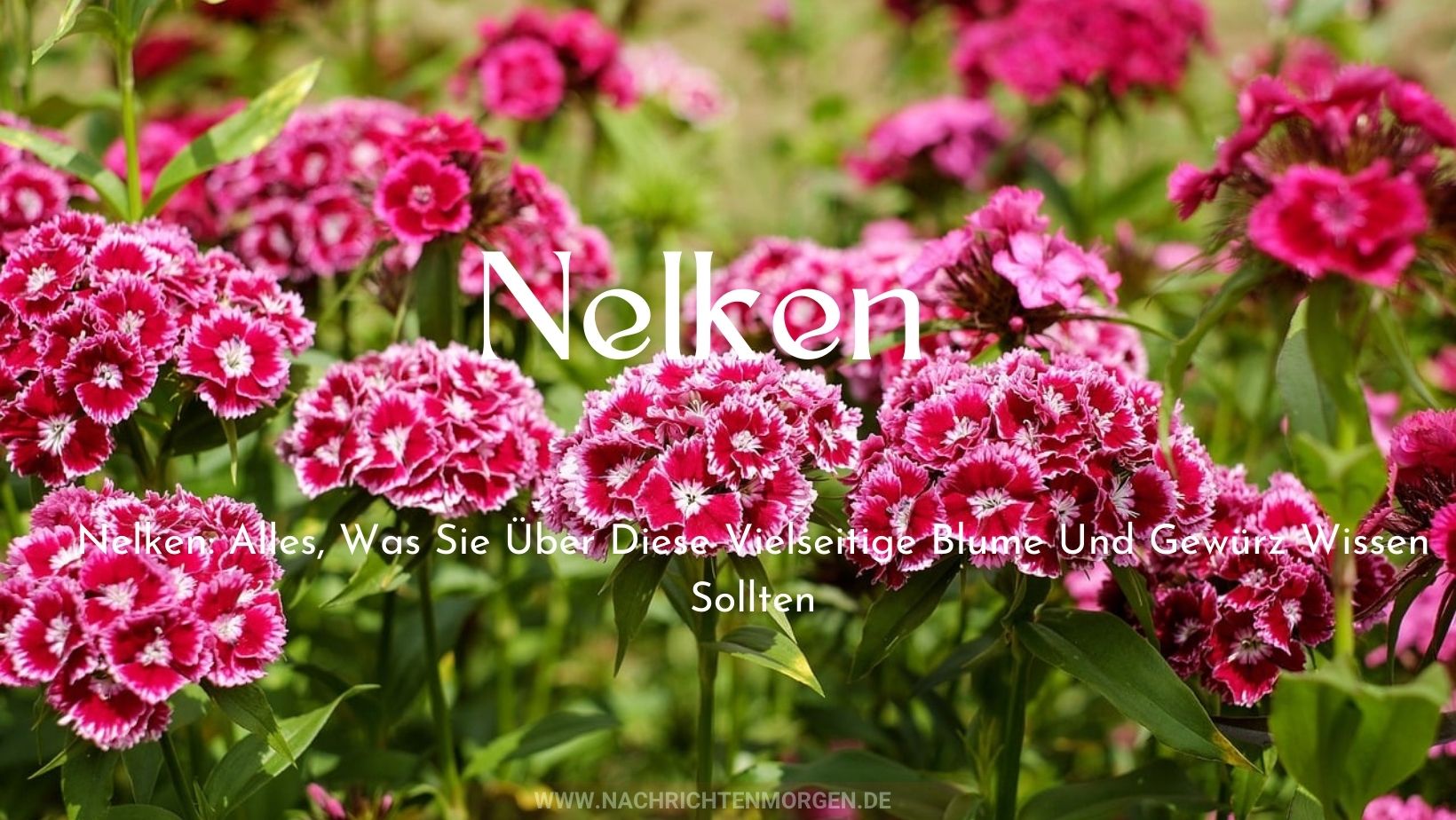 nelken