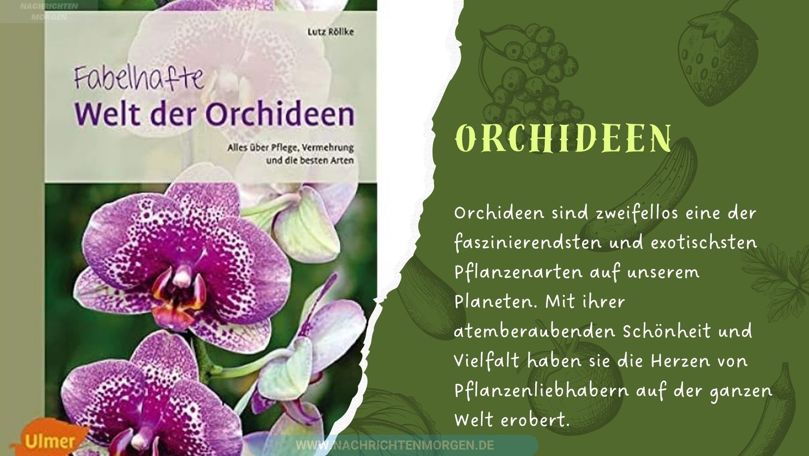 orchideen