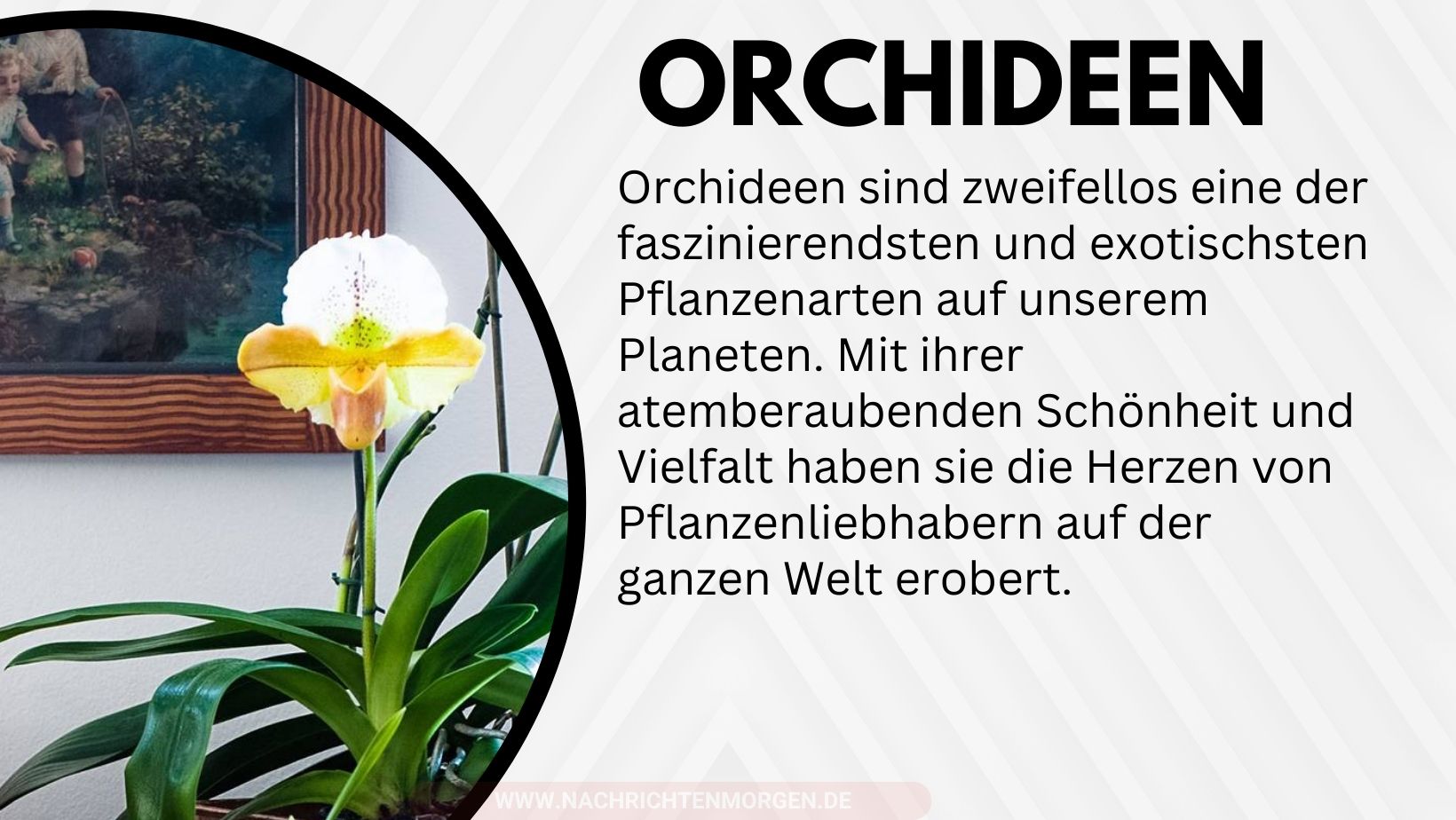 orchideen