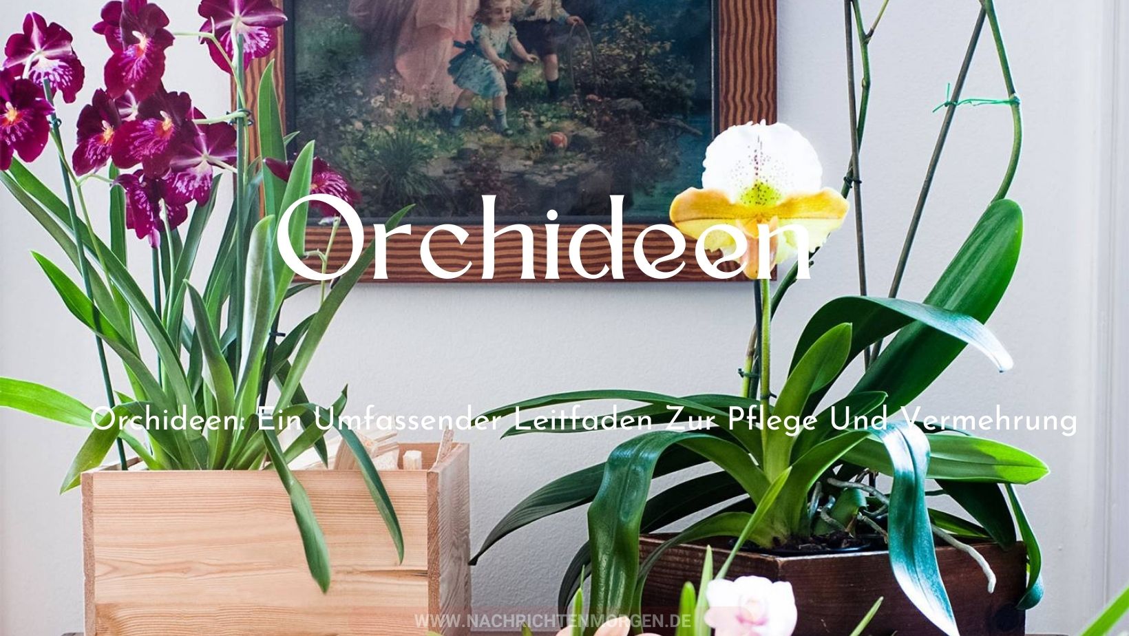 orchideen