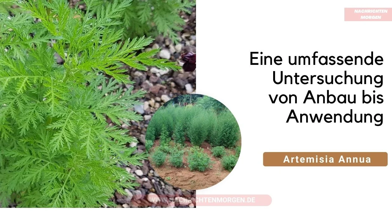 Artemisia Annua