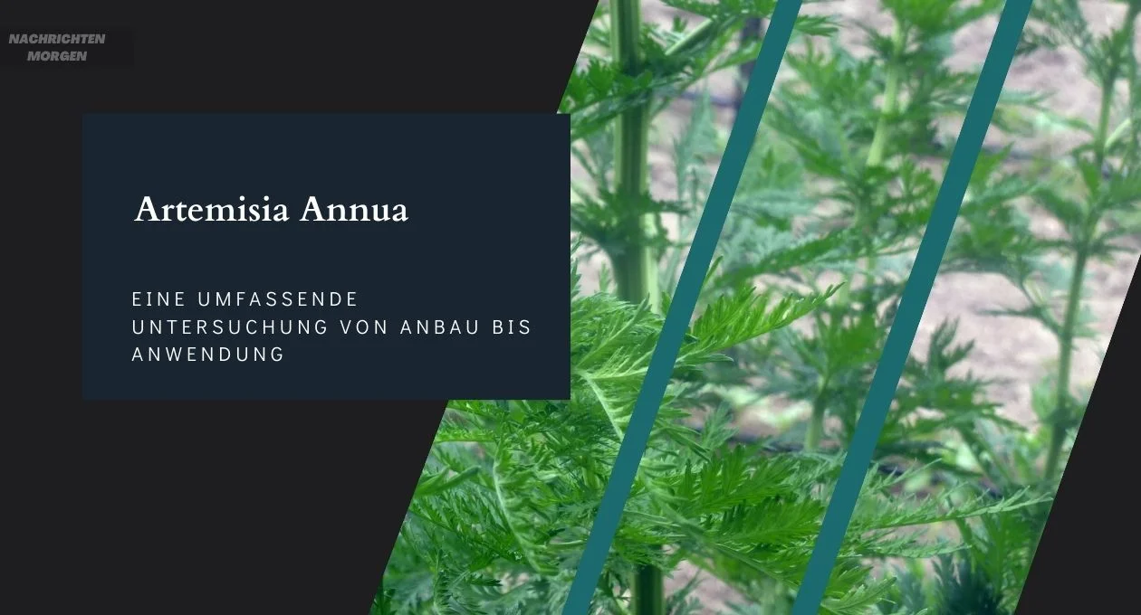 Artemisia Annua