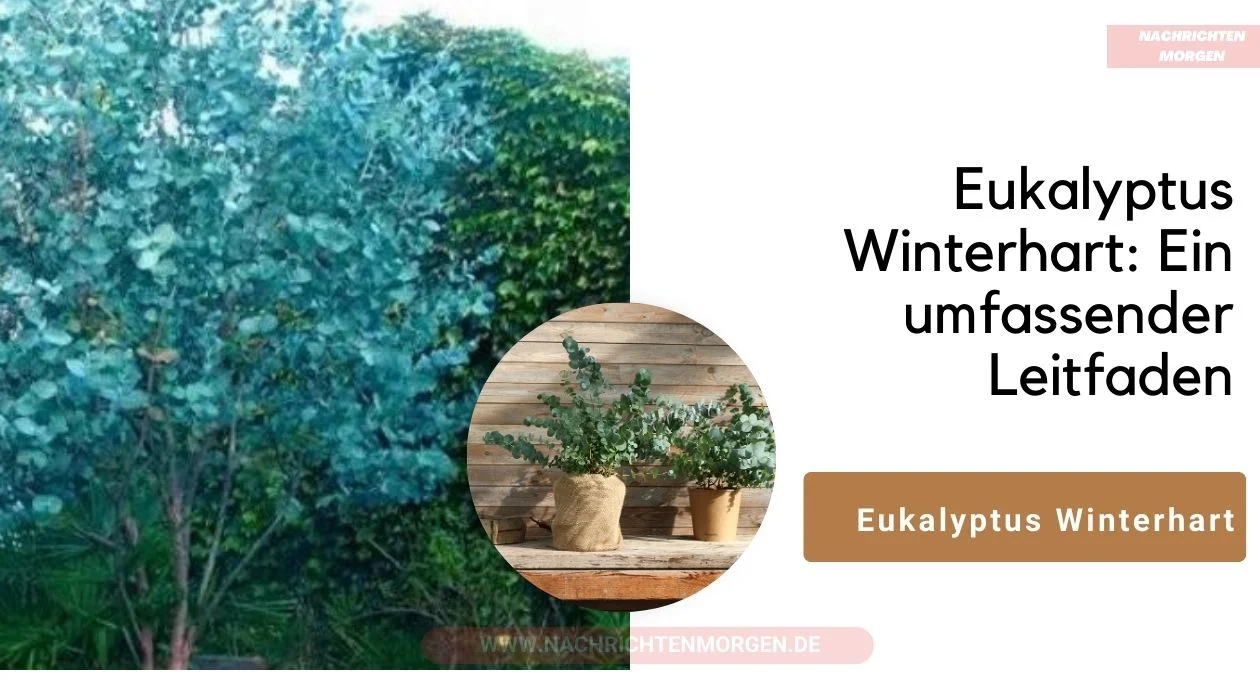 Eukalyptus Winterhart
