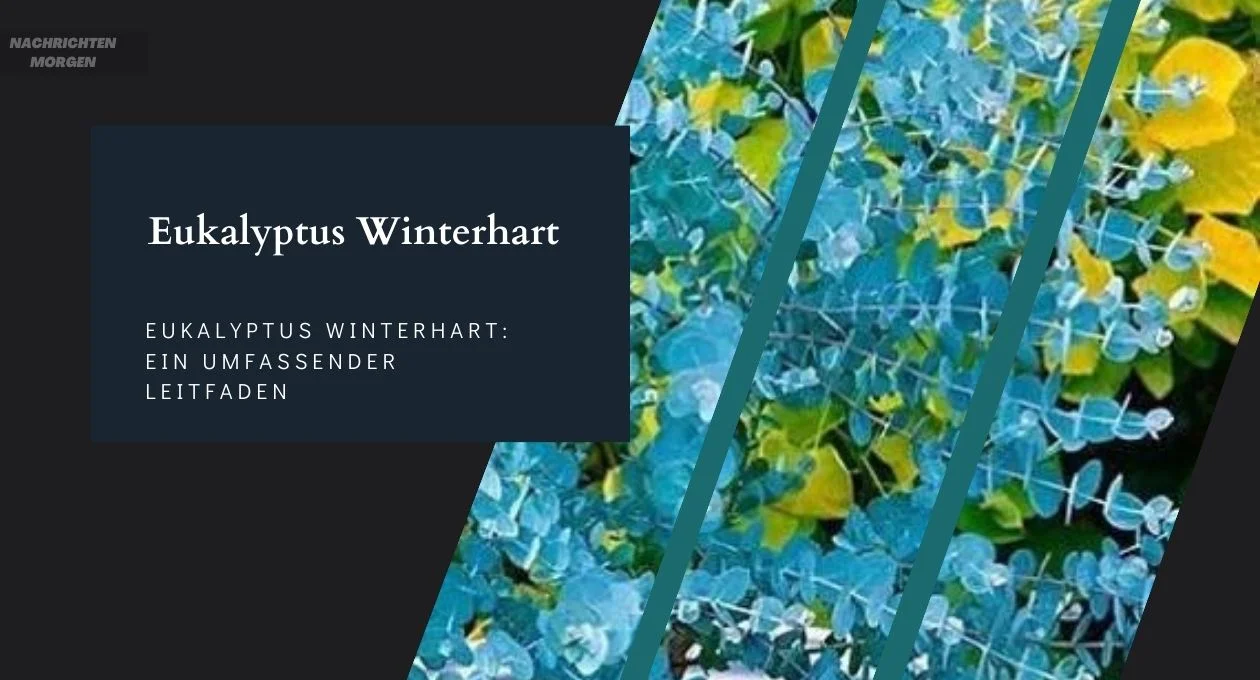 Eukalyptus Winterhart