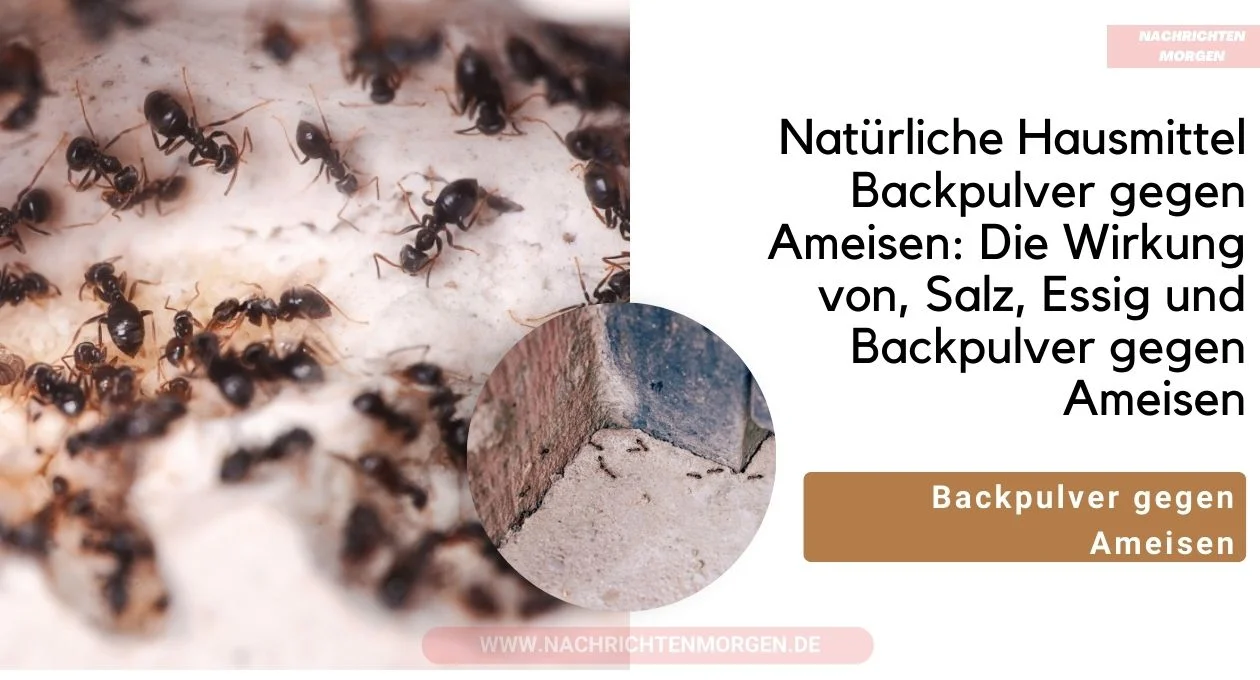 Backpulver gegen Ameisen