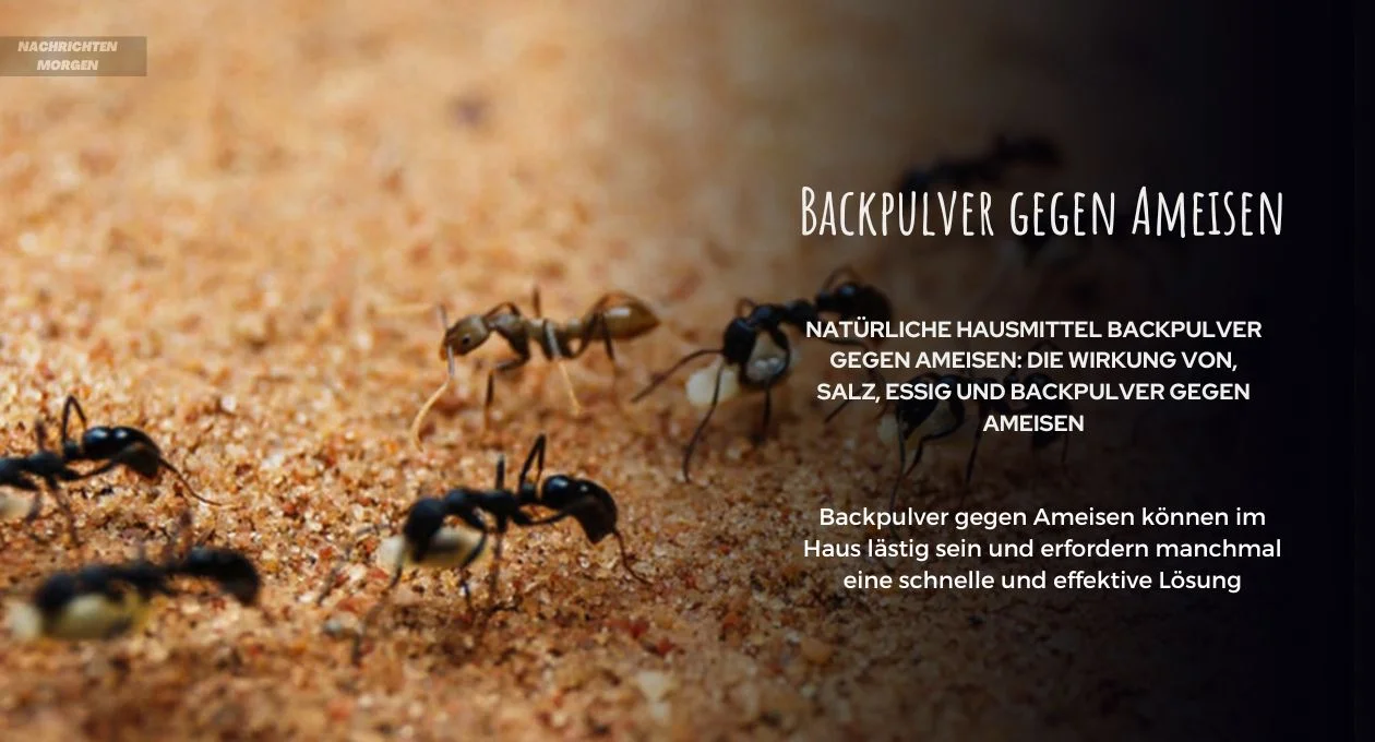 Backpulver gegen Ameisen
