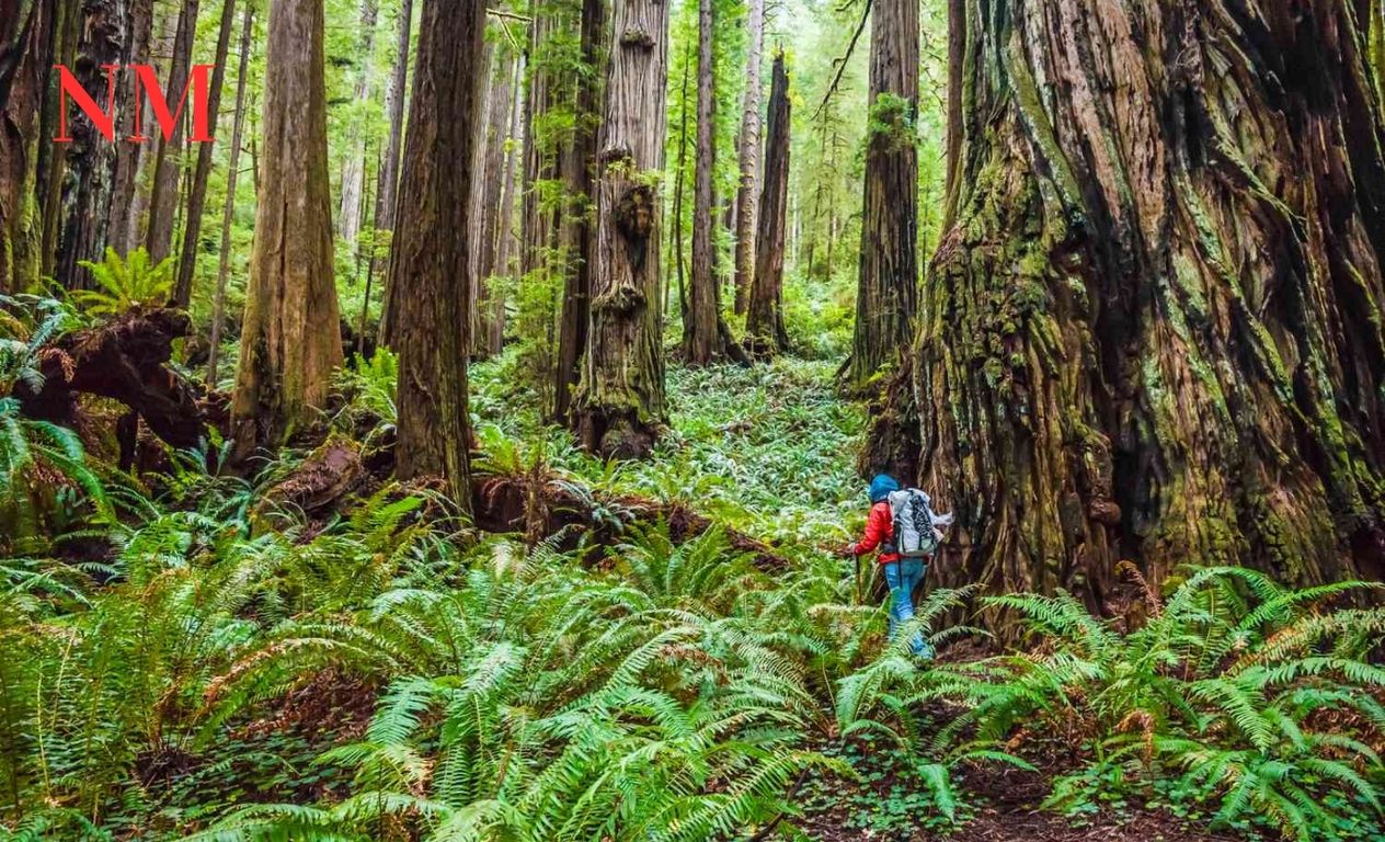 Entdecken Sie den majestätischen Redwood Nationalpark in Kalifornien: Ein Paradies für Naturliebhaber