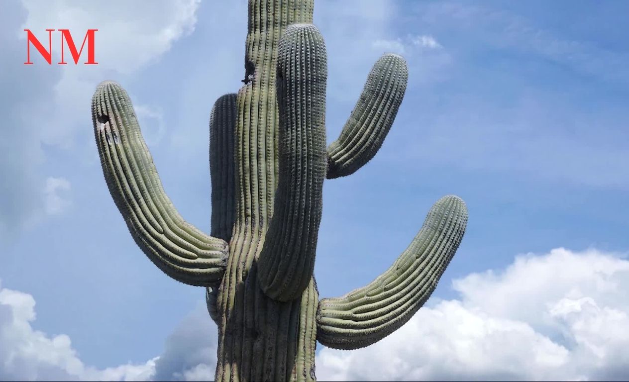 Saguaro Nationalpark: Ein Wüstenjuwel in Arizona