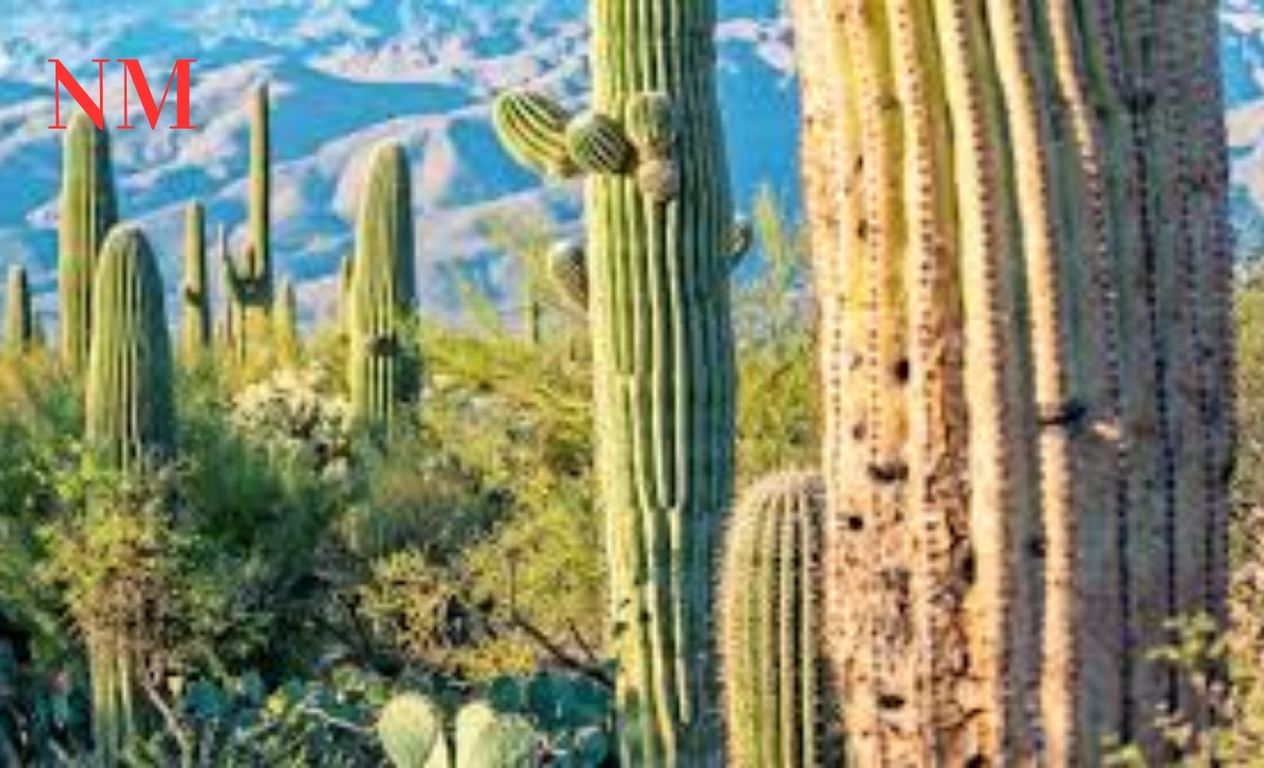 Saguaro Nationalpark: Ein Wüstenjuwel in Arizona